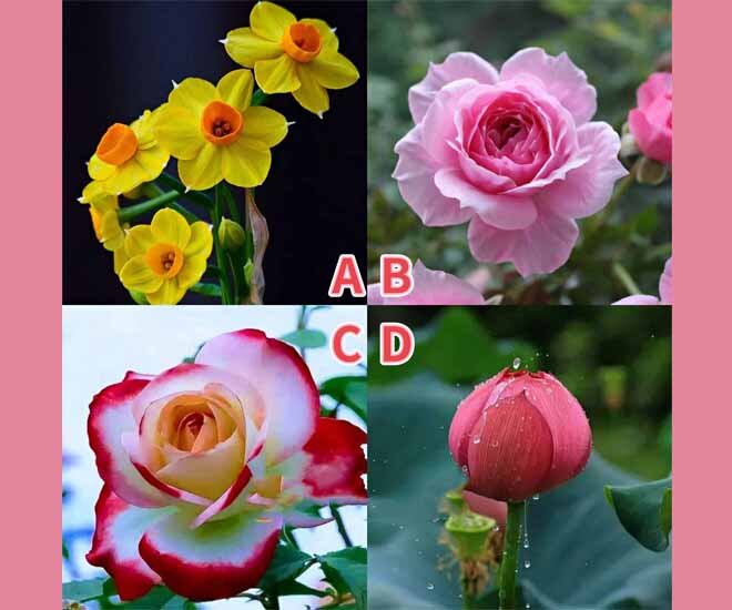 Trắc nghiệm tâm lý: Chọn một loài hoa theo cảm xúc của bạn - 1