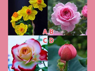 Trắc nghiệm tâm lý: Chọn một loài hoa theo cảm xúc của bạn