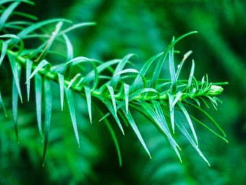 Người khôn ngoan tập trung chăm sóc bản thân, kẻ dại cố vượt người khác