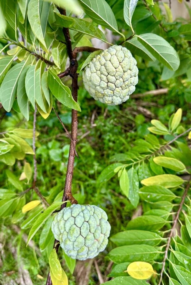 Cây na (mãng cầu) đang sai trái. Cưng muốn xỉu luôn. Sướng lắm, chuẩn bị được thu hoạch rồi, giọng ca sinh năm 1987 giới thiệu. 