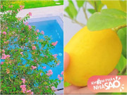 Nhà đẹp - Vườn xinh tại biệt thự của Mạnh Trường sau hơn 1 năm chăm bẵm: Quả to đùng, hoa nở khắp cơ ngơi