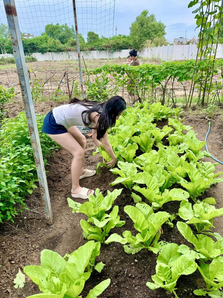 Vợ chồng Đoàn Di Băng khoe khu vườn xanh mướt, cho biết lâu rồi không có tốn tiền mua rau - 1