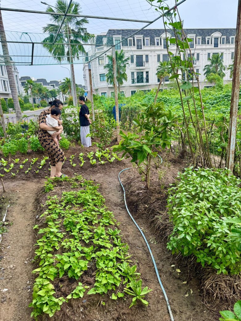 Vợ chồng Đoàn Di Băng khoe khu vườn xanh mướt, cho biết lâu rồi không có tốn tiền mua rau - 25