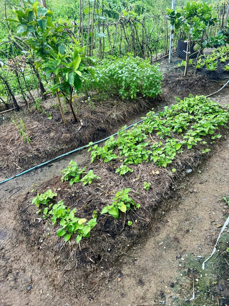 Vợ chồng Đoàn Di Băng khoe khu vườn xanh mướt, cho biết lâu rồi không có tốn tiền mua rau - 21