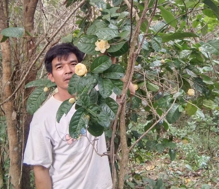 Anh Quỳnh thành công khi trồng cây hoa trà vàng