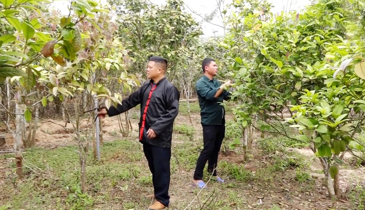 Anh Đồng và vườn hoa trà vàng lâu năm