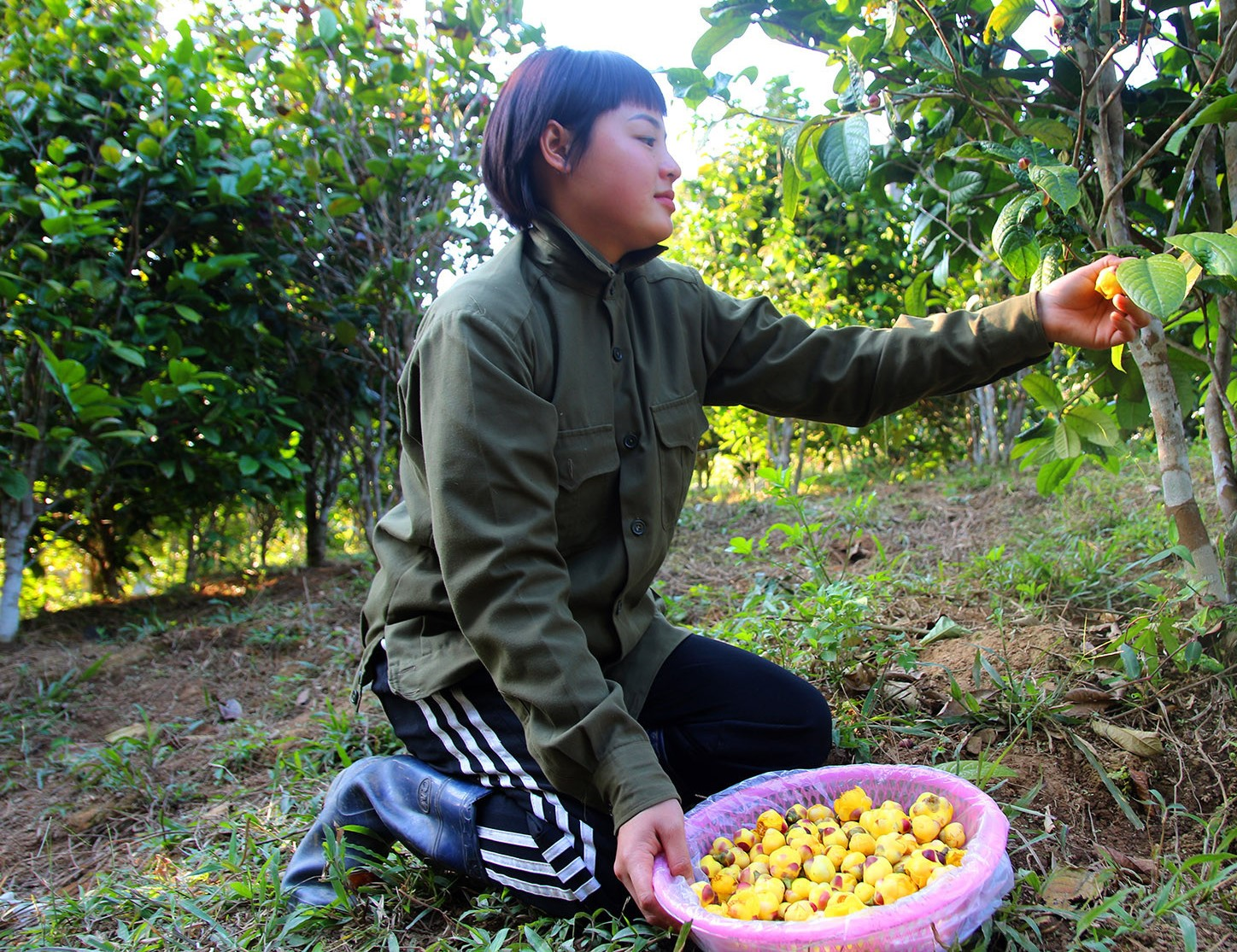 Chị Dân thu hoạch hoa trà vàng