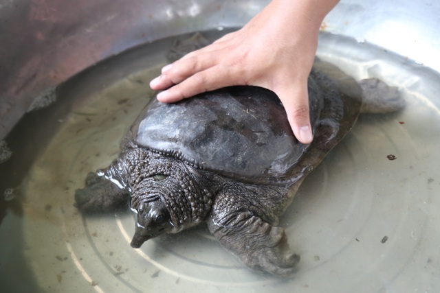 Ba ba là loài bò sát có giá trị cao.