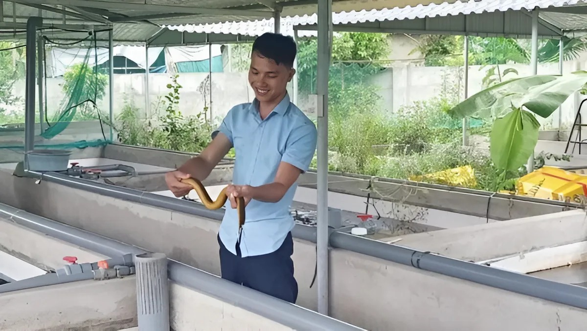 Anh Dung có thu nhập cao từ việc nuôi lươn