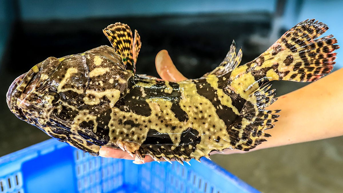 Mô hình nuôi cá mú đạt sản lượng cao