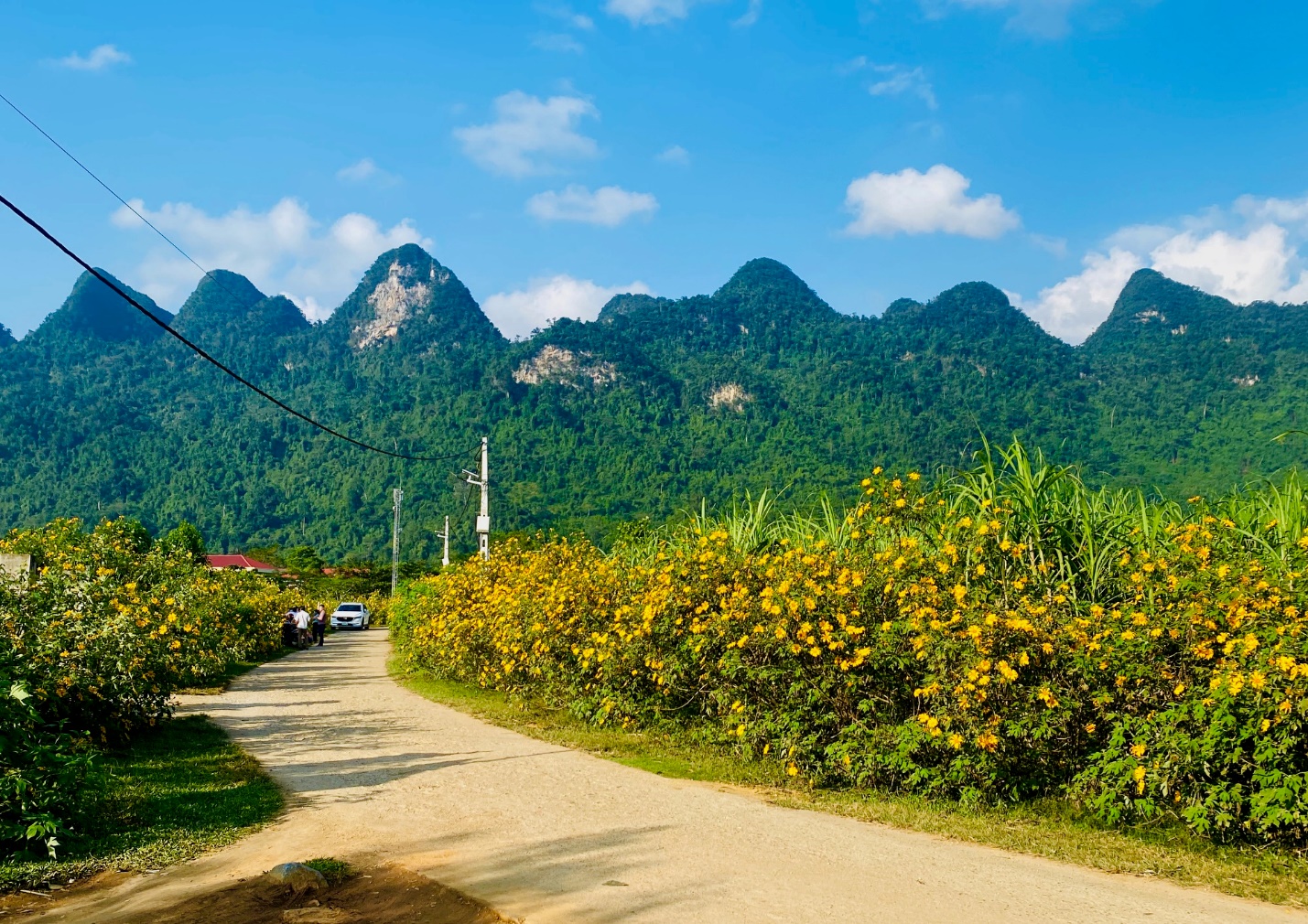 Hoa dã quỳ nở rộ ven đường