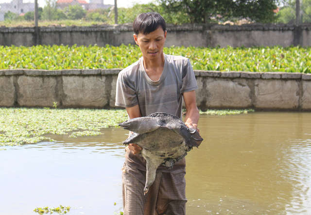 Nhiều hộ nông dân đang phát triển mô hình nuôi ba ba.