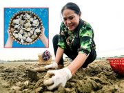 Tin tức - Nuôi loài được ví như “vàng trắng” sống tĩnh lặng, chị nông dân ở Thanh Hóa đạt doanh thu 150 tỷ đồng/năm