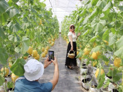 Tin tức - Trồng loại quả được ví như thuốc bổ, chị nông dân thu lãi 500 triệu đồng/năm, mở cửa miễn phí cho khách tham quan