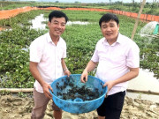 Tin tức - Nuôi loài bò ngang 8 cẳng 2 càng, anh nông dân Phú Thọ làm chơi ăn thật, nhẹ nhàng thu lãi 200 triệu đồng/năm