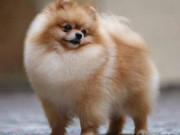 Lifestyle - 6 giống chó lông xù ấm áp, nhìn như cục bông di động chỉ muốn ôm vào lòng