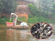 Tin tức - Bỏ phố về quê nuôi loài hiền khô thích “di chuyển bằng bụng”, anh nông dân Thái Bình thu lãi 1 tỷ đồng/năm 