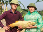 Tin tức - Bỏ phố về quê nuôi con vật to bự "hiền như cục đất", anh nông dân Lào Cai nhẹ nhàng thu 4 tỷ đồng/năm