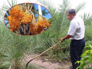 Tin tức - Trồng loại "trái cây quý tộc" ở Dubai có giá nửa triệu/kg, anh nông dân Tây Ninh nhẹ nhàng kiếm 4 tỷ đồng/năm 
