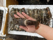 Tin tức - Sự thật về loại tôm hùm giá chỉ 39.000 đồng/con bán tràn ngập chợ