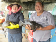 Tin tức - Anh nông dân Quảng Ngãi thu lãi hơn 1 tỷ đồng/năm nhờ bẻ lái nuôi con "vừa ngon vừa đẹp"