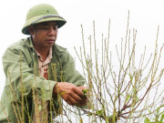 Tin tức - Người dân Nhật Tân tất bật xuống lá đào chuẩn bị Tết Nguyên đán 2025