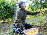 Tin tức - Mạnh dạn biến loài cây dại trên rừng thành "mỏ vàng", chị nông dân bỏ túi 500 triệu đồng/năm rất nhẹ nhàng