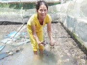 Tin tức - Nuôi loài xấu xí lại đẻ sòn sòn, chị nông dân thoát hộ nghèo, bỏ túi 400 triệu đồng/năm rất nhẹ nhàng