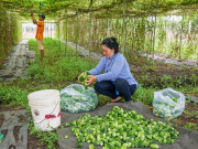 Tin tức - Trồng loại quả xấu xí khó ăn nhưng chữa bách bệnh, chị nông dân bỏ túi 600 triệu đồng/năm rất nhẹ nhàng 