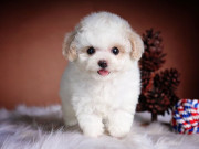 Lifestyle - 8 giống chó ít rụng lông nhất, cực kỳ hợp với người sạch sẽ, nói “không” với dị ứng mùa đông