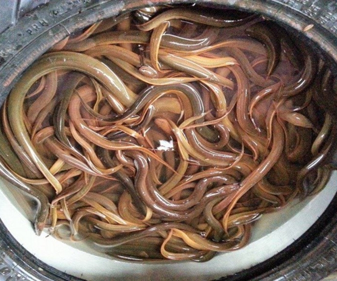 Lươn là loài hiền lành, dễ sống dưới bùn có giá trị kinh tế cao