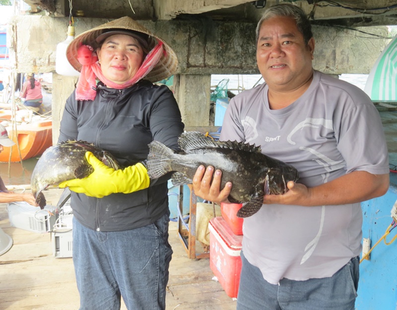 Vợ chồng anh Được thu hoạch cá mú