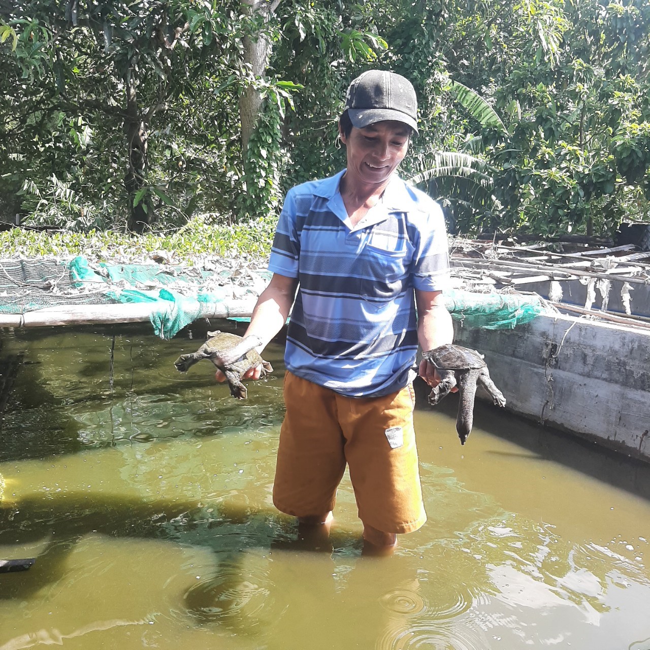 Anh Phi có thu nhập ổn định nhờ nuôi ba ba.