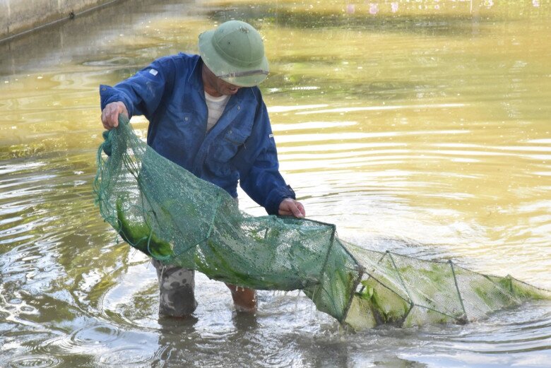 Ông Bình thu hoạch cua đồng trong ao nuôi