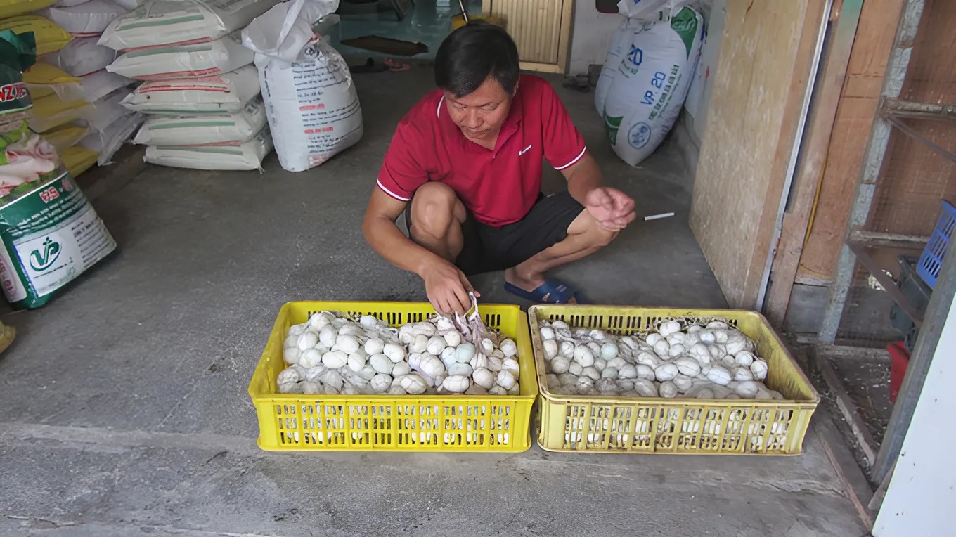 Anh Nguyên thành công với tỷ lệ ấp trứng cao từ đàn ngan Pháp đang nuôi