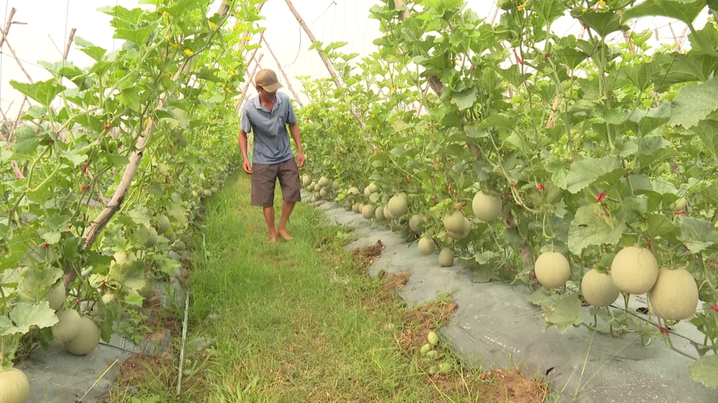 Mô hình trồng dưa lưới của anh Dũng ngày càng phát triển.