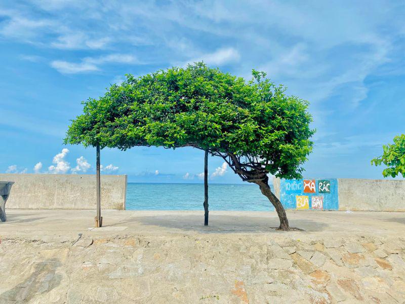 Cây cô đơn đảo Phú Quý là biểu tượng độc đáo giữa biển cả bao la, thể hiện sức sống mạnh mẽ và sự cô độc giữa đại dương.