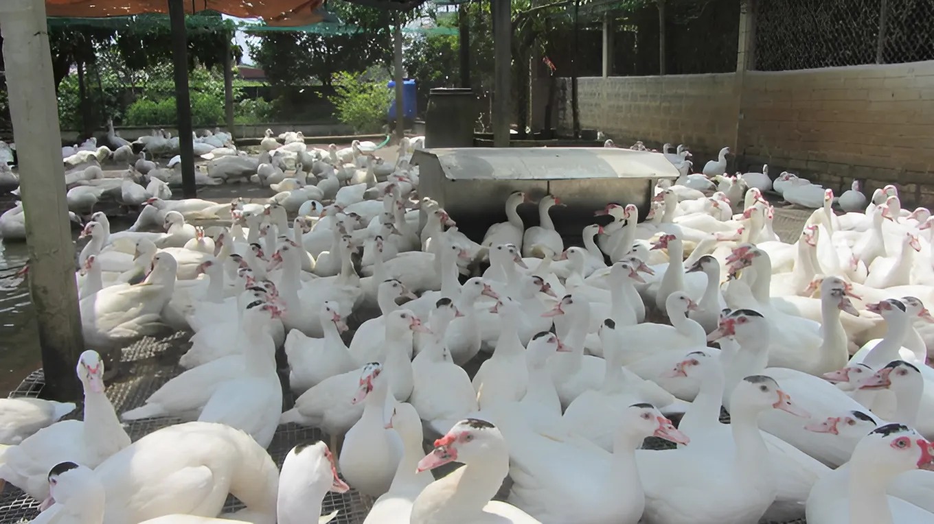 Trang trại nuôi ngan Pháp cho sản lượng thương phẩm tốt