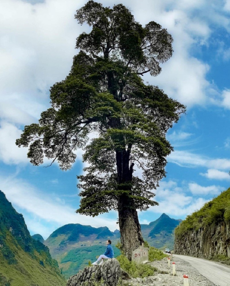 Cây cô đơn Hà Giang là biểu tượng kiên cường giữa thiên nhiên hùng vĩ, nơi cảnh sắc đẹp mê hồn.