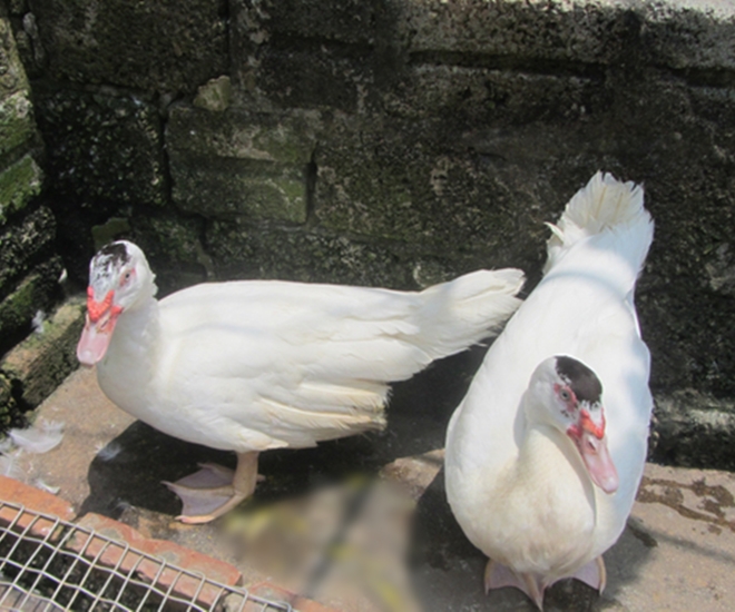 Ngan Pháp hay ăn chóng lớn với sản lượng trứng cao