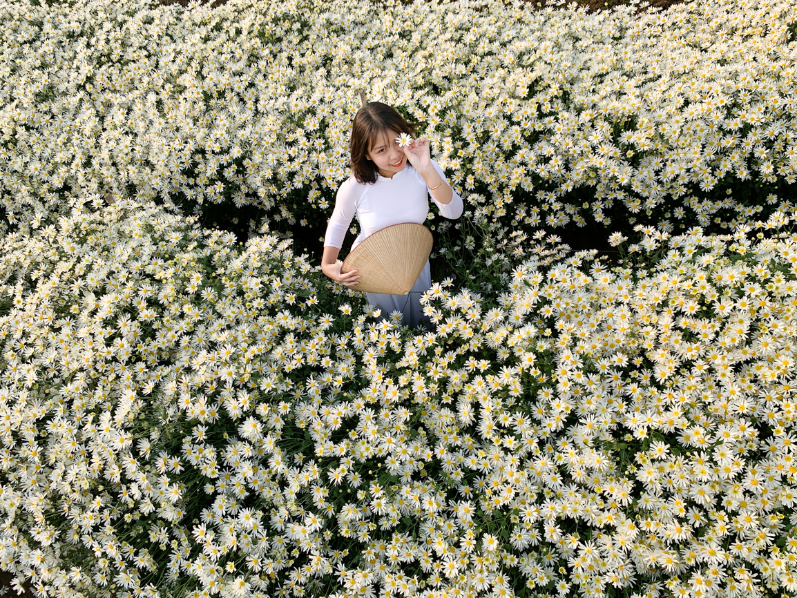 Đừng ngần ngại đứng giữa vườn cúc họa mi