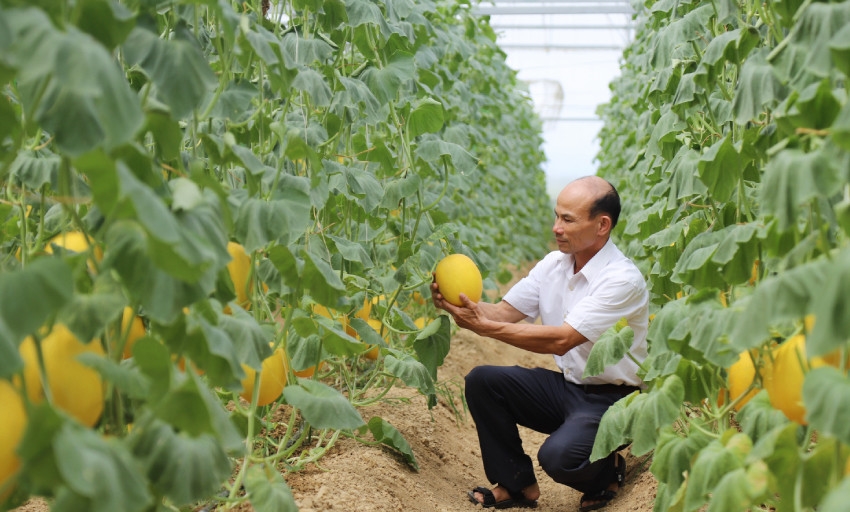 Anh Báu đã thành công với mô hình trồng dưa lưới nhà màng.