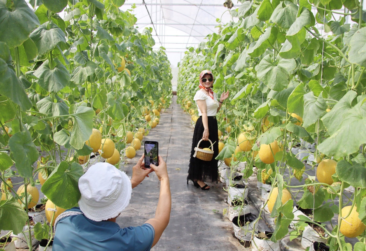 Trang trại trồng dưa lưới của chị Lan được nhiều người tới tham quan.