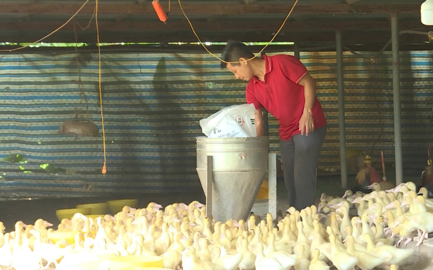 Anh Trường trong trại nuôi ngan Pháp của gia đình