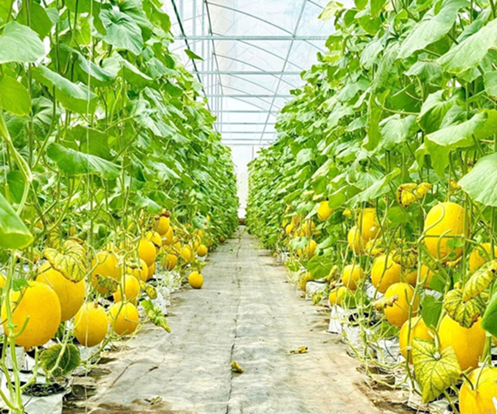 Dưa lưới vàng được trồng nhiều trong nhà màng.