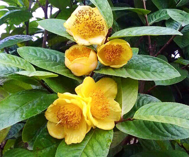 Hoa trà vàng rất đẹp lại là loại dược liệu quý