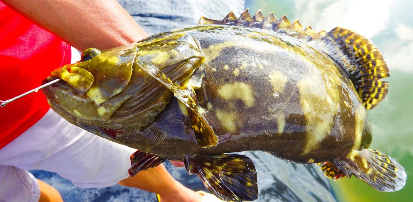 Giống cá mú trông rất đẹp lại có giá trị cao