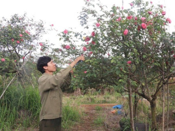 Khởi nghiệp từ loài cây tượng trưng cho tình yêu, chị em nào cũng thích, anh nông dân 9X bỏ túi 4 tỷ đồng/năm