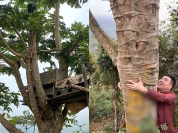 Cây đu đủ cổ thụ ở Yên Bái cao gần 10m, một vòng tay ôm không xuể