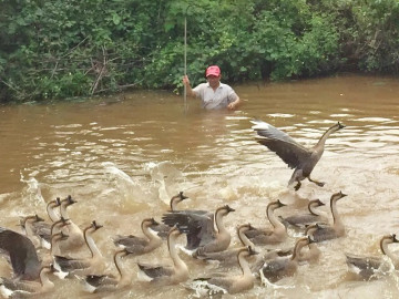 Anh nông dân Đắk Lắk bỏ túi 1 tỷ đồng/năm rất nhẹ nhàng nhờ đầu tư nuôi loài khổng lồ, ham ăn chóng lớn